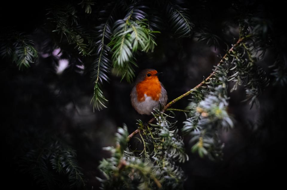 Bird Animal
