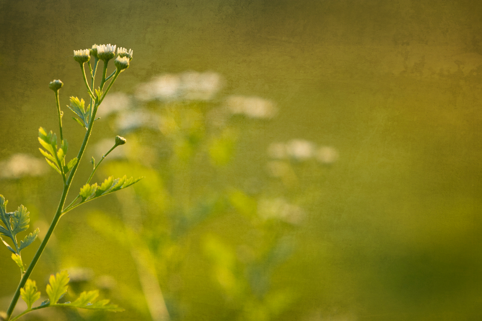 Flower Painting