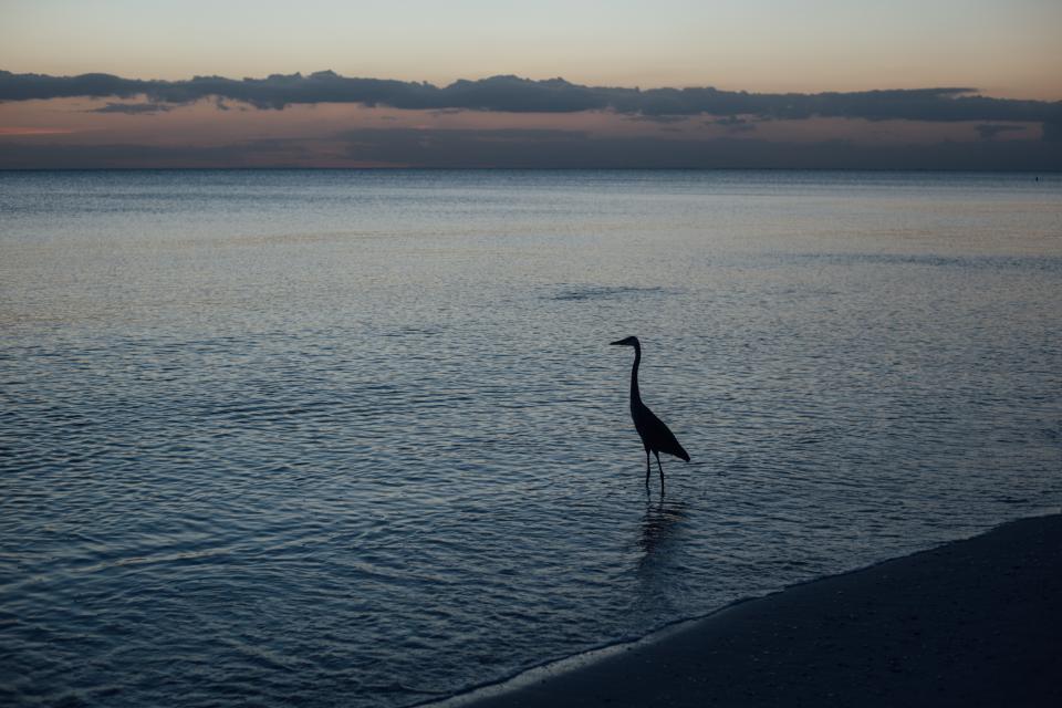 Sea Ocean