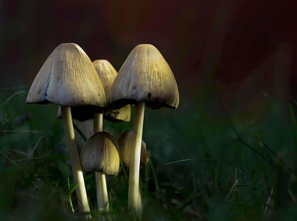 Mushroom Fungus