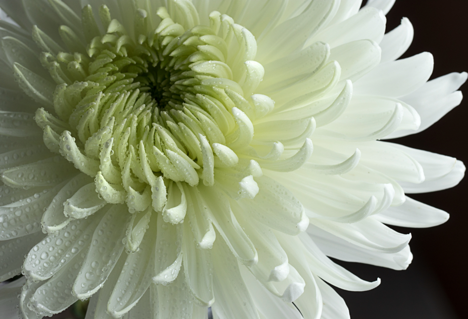 Flower Blossom