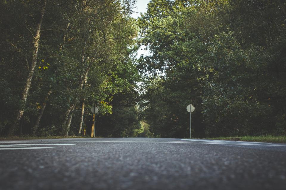 Road Trees