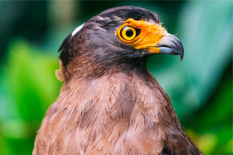 Bird Animal