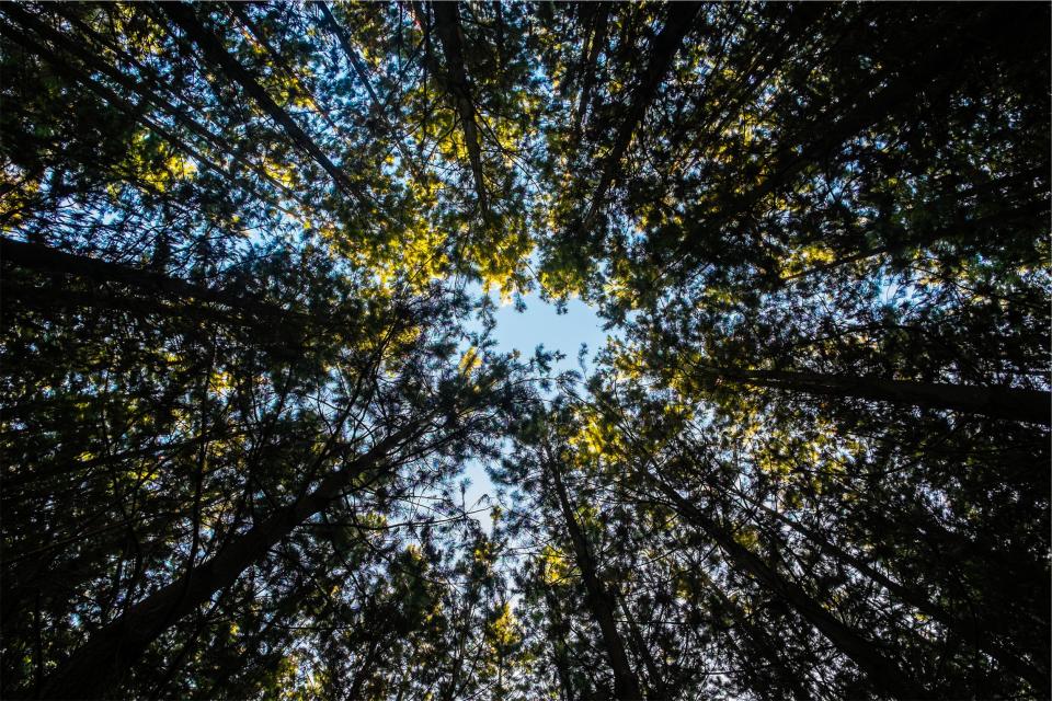Trees Forest
