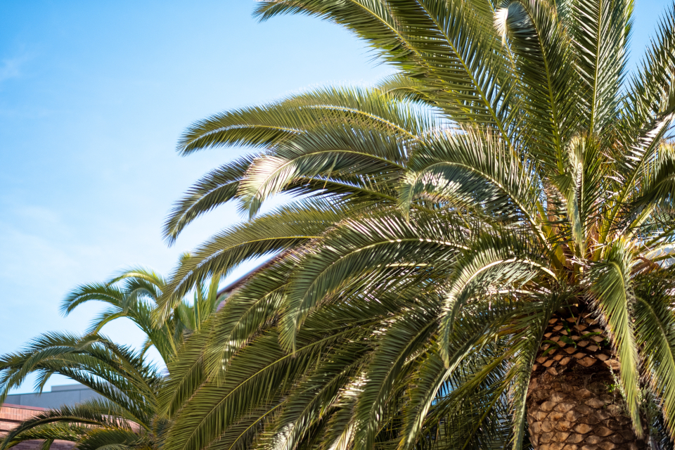 Palm Tree