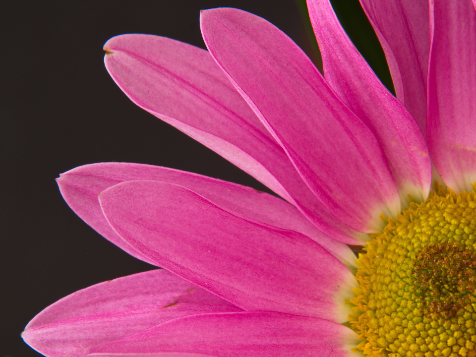 Abstract Flower