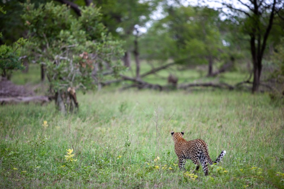 Leopard Nature