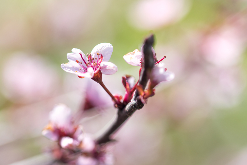 Blossom Flower