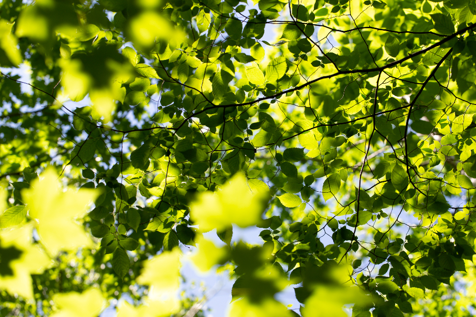 Leaf Pattern