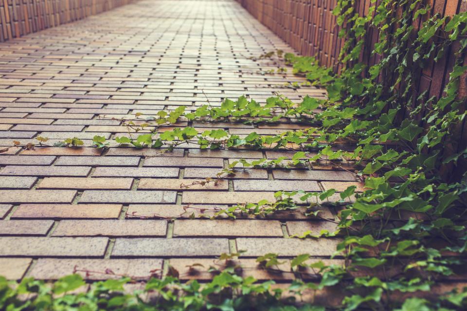 Cobblestones Vines