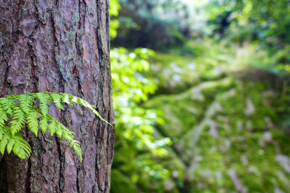 Tree Trunk Bark