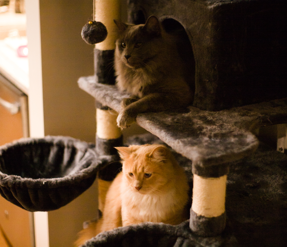 Cats Tree