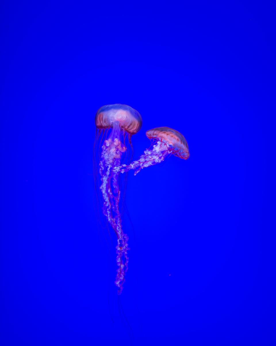 Blue Ocean