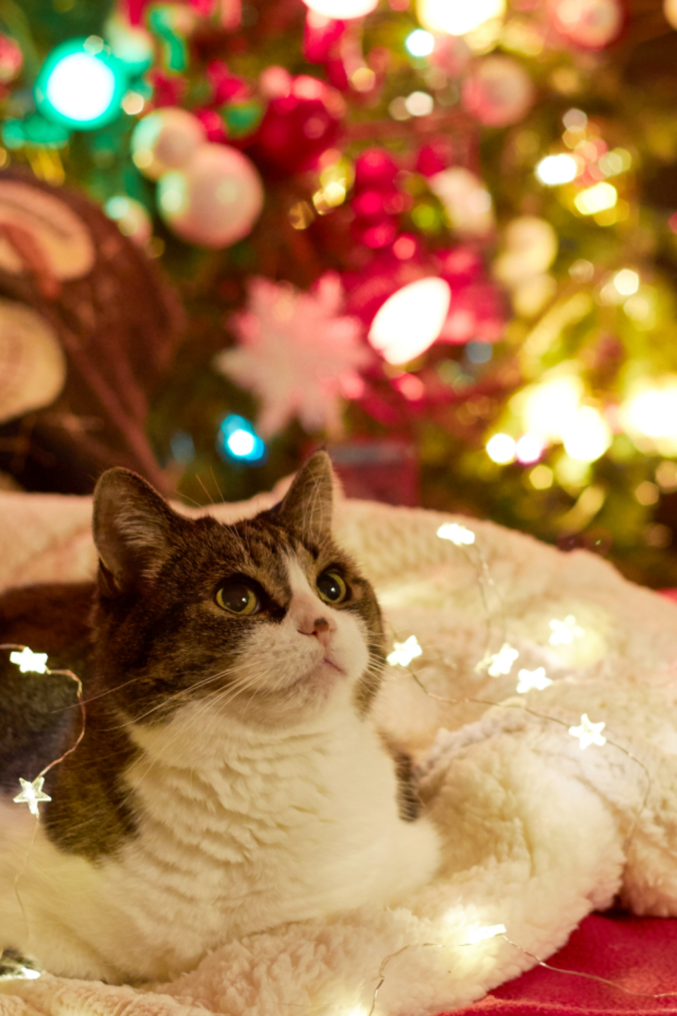 Cat Christmas