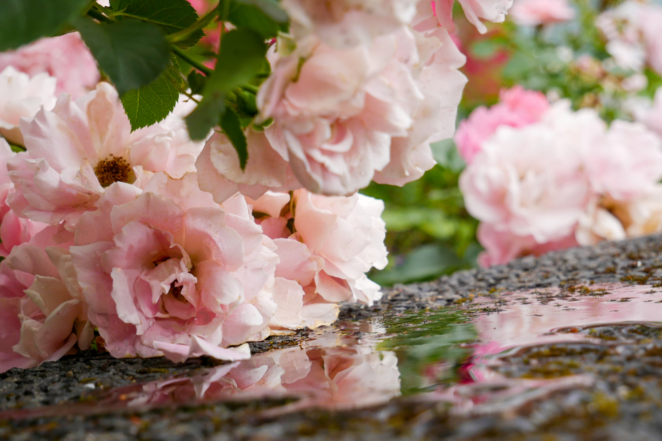 Pink Blossoms