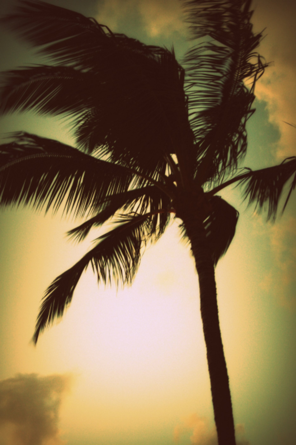 Palm Tree