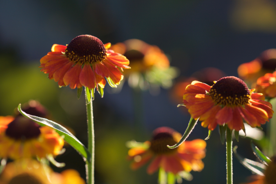 Orange Flowers