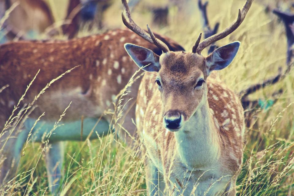 Deer Antlers