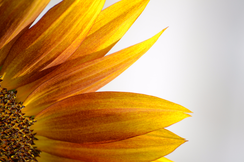 Sunflower Yellow