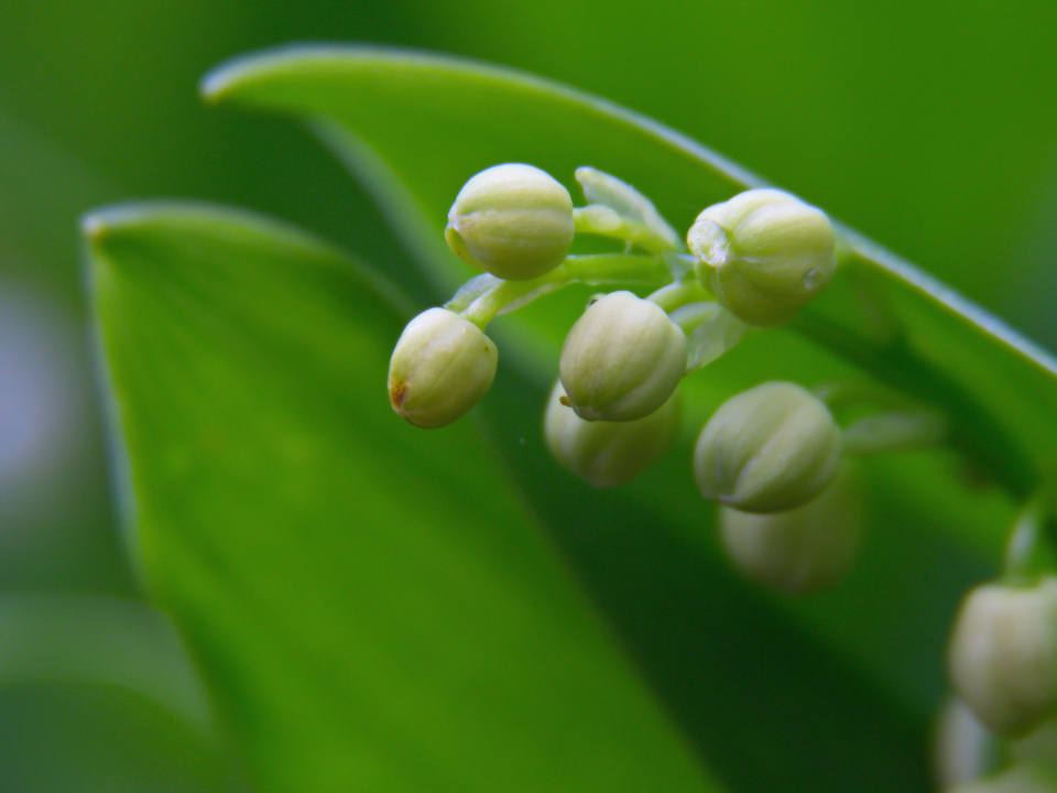 Bud Leaf