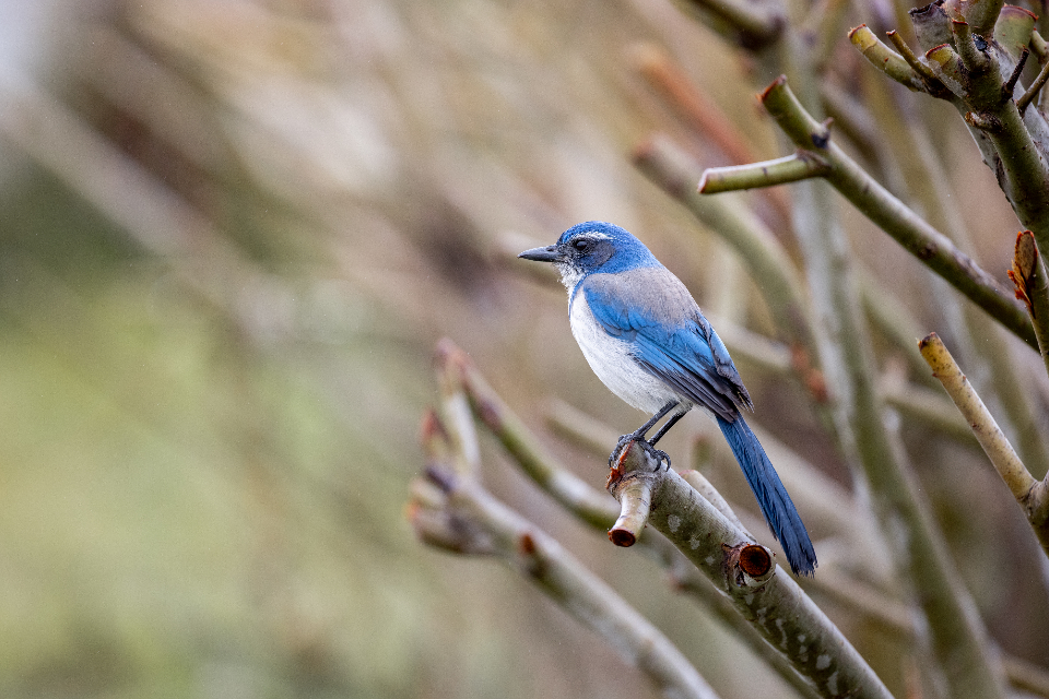 Bird Tree