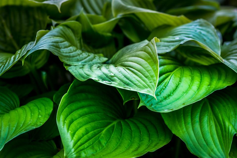 Green Leaf
