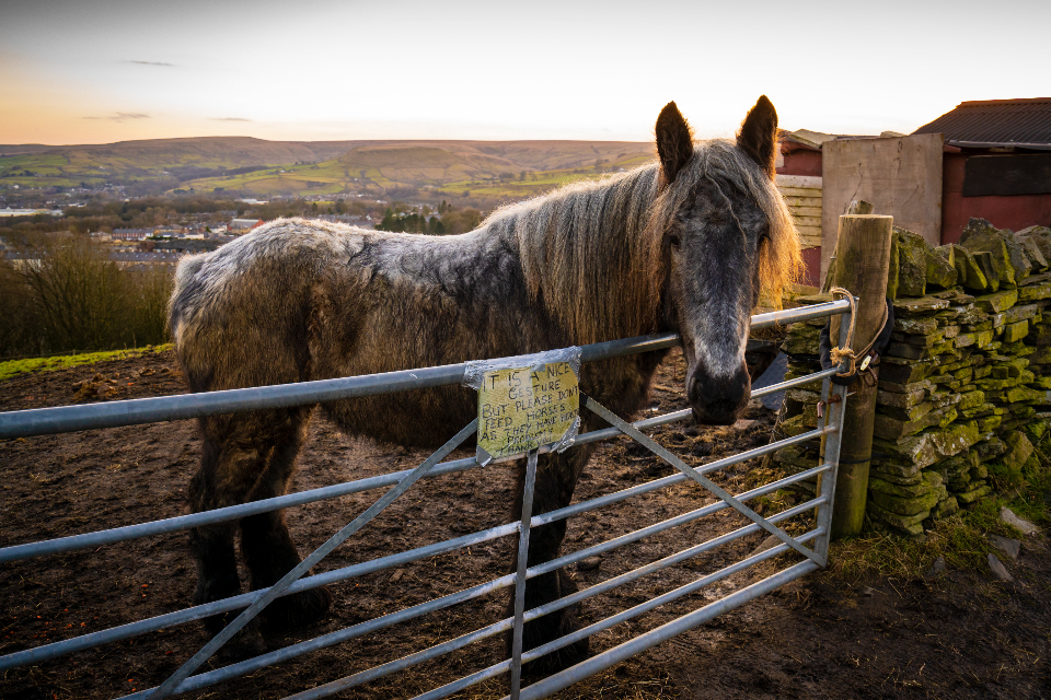 Horse Ranch