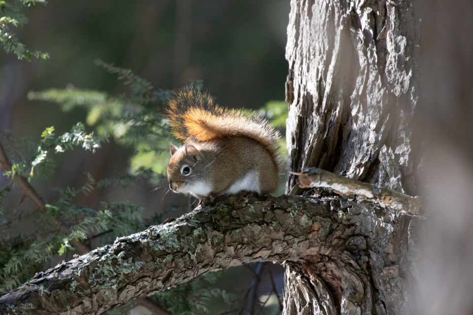 Squirrel Animal