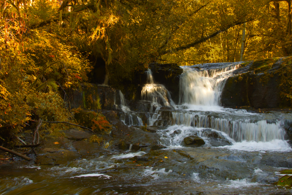 Forest Waterfall