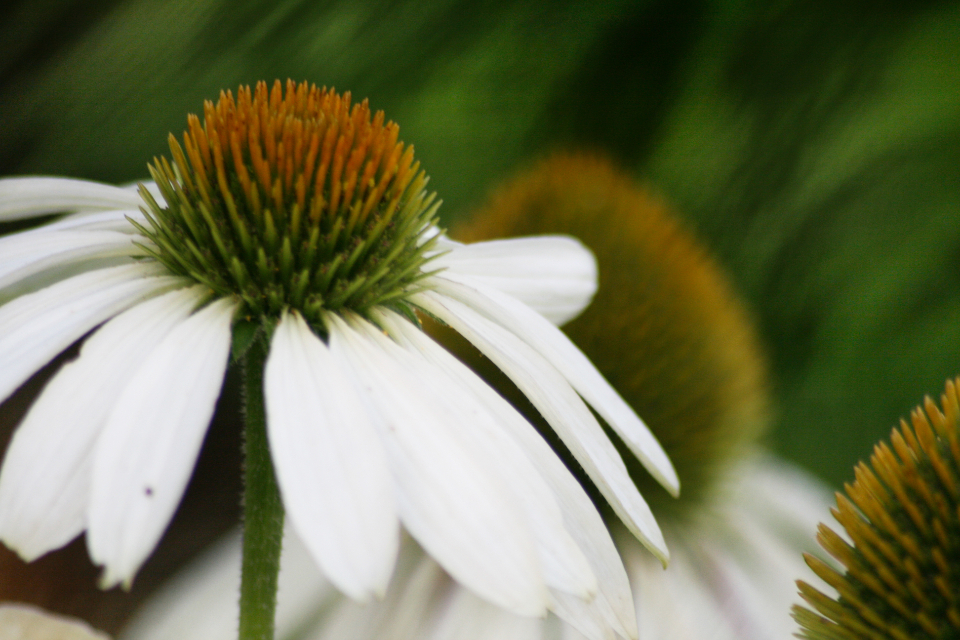 Flower Blossoms