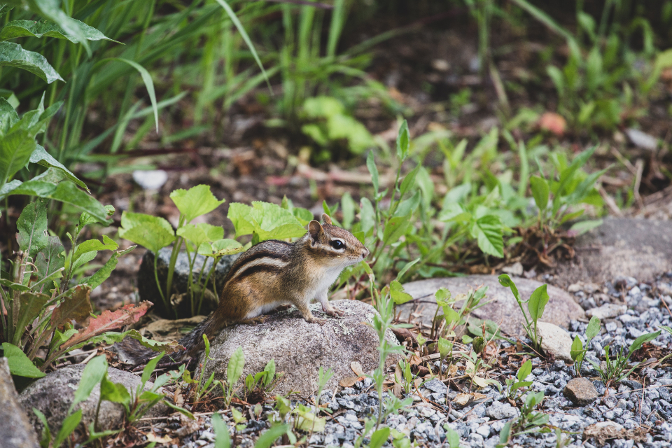 Chipmunk Animal