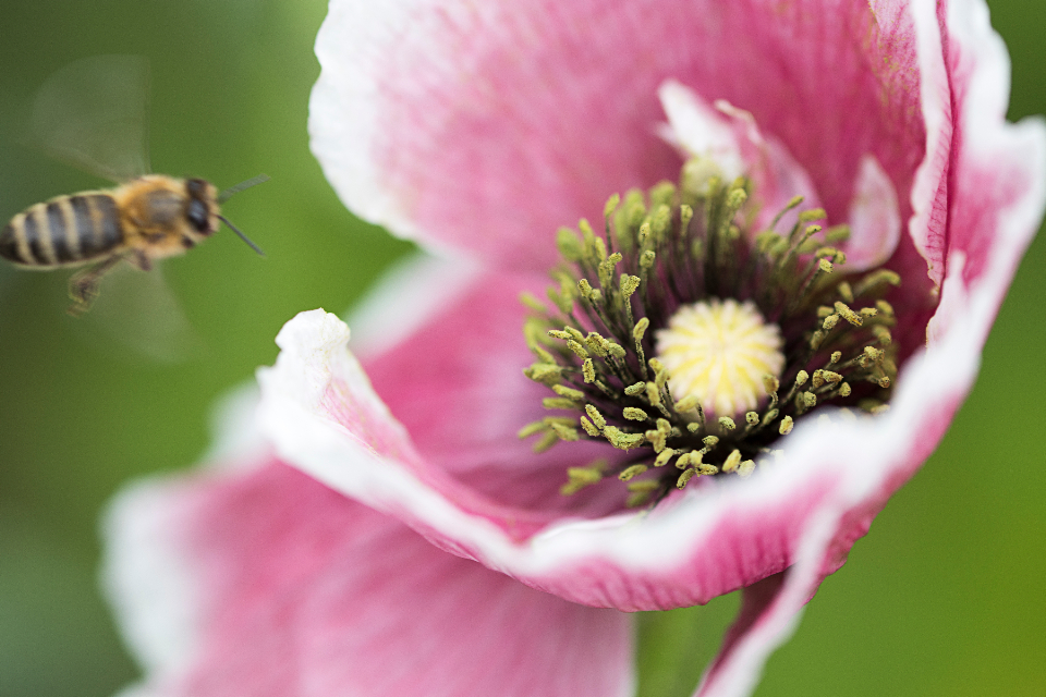 Bee Spring