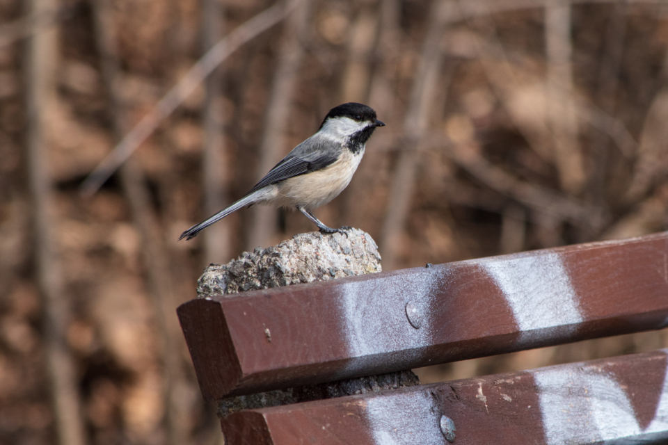 Bird Perched