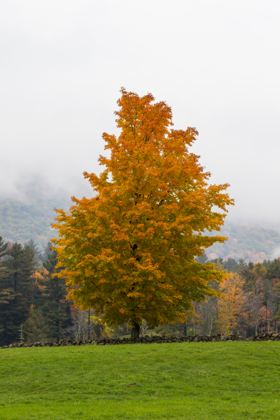 Autumn Maple