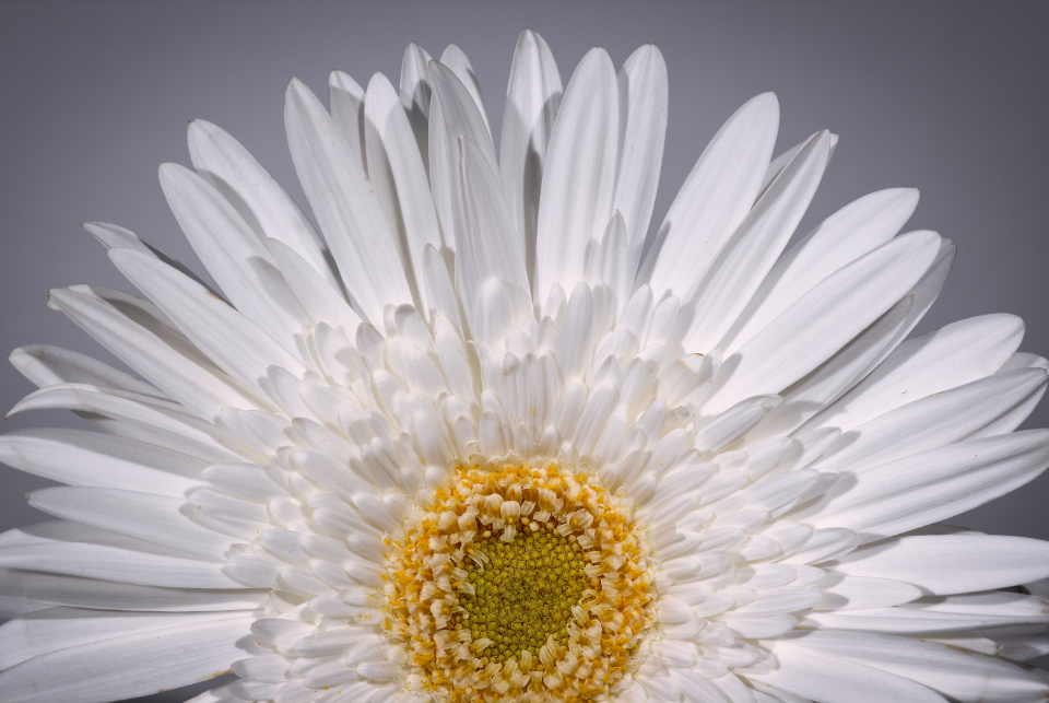 Macro Flower
