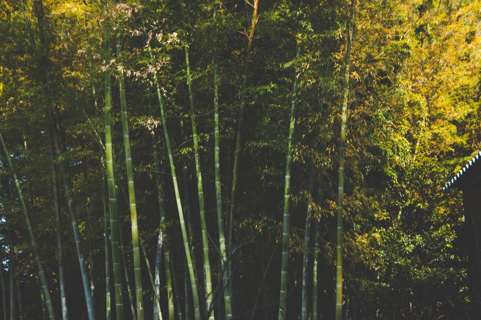 Bamboo Trees