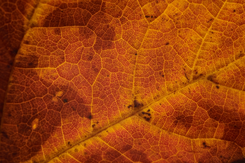 Fall Leaf