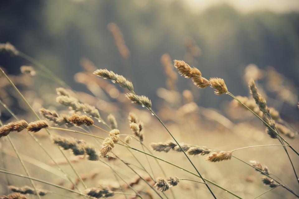 Nature Plants