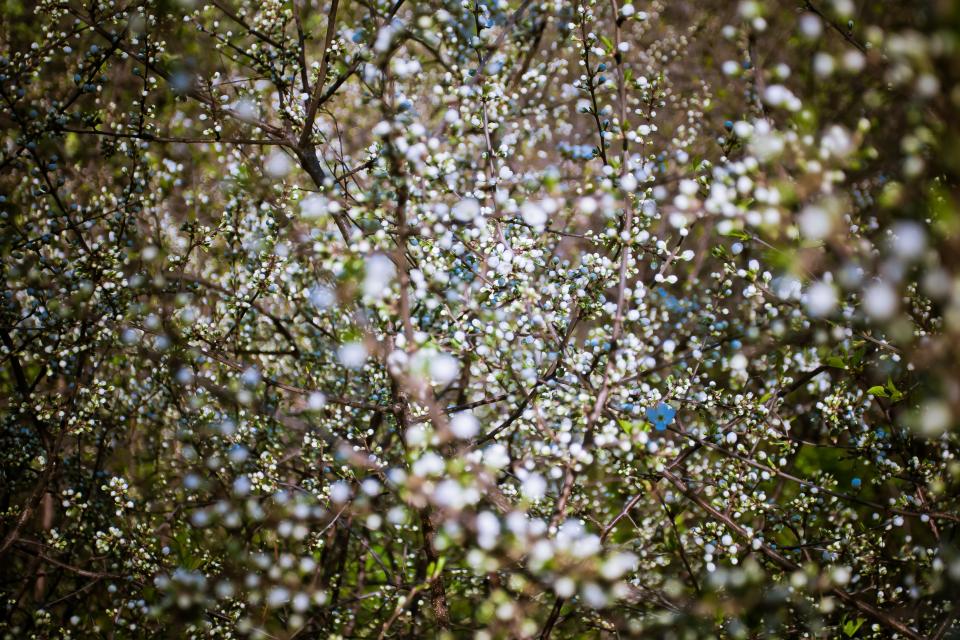 Flowers Nature