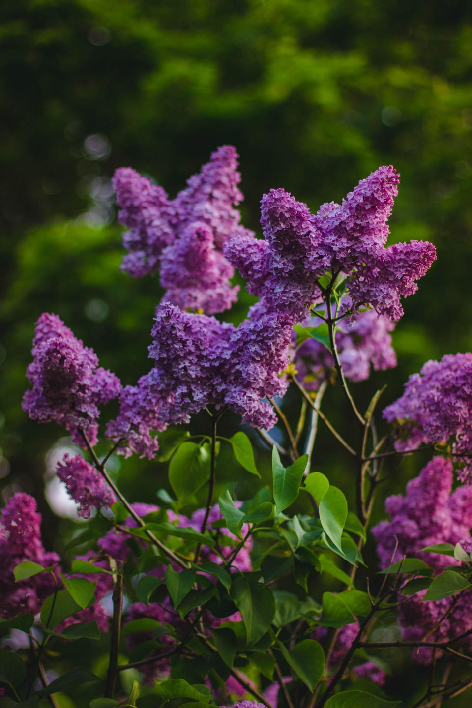 Violet Purple