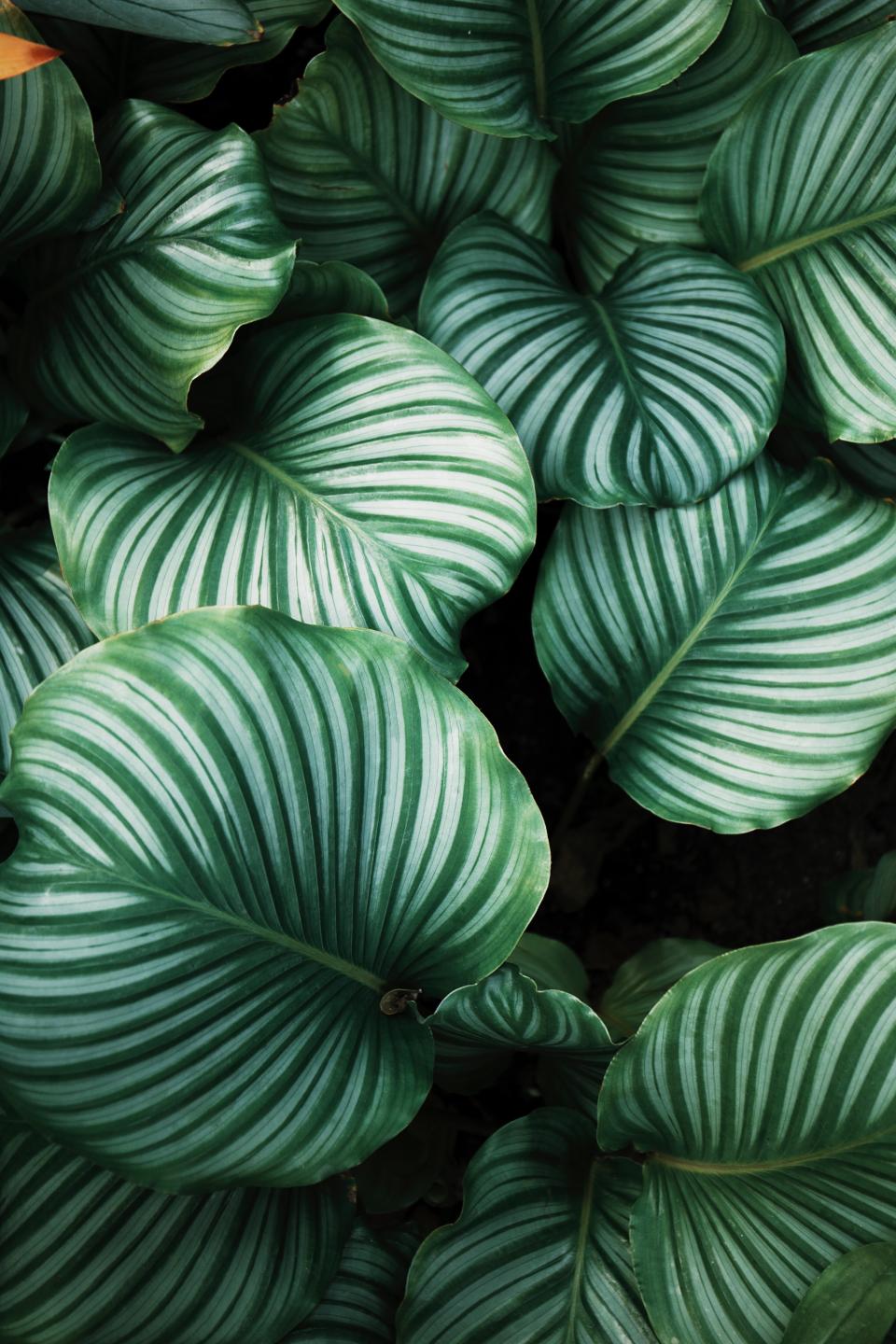 Green Leaf