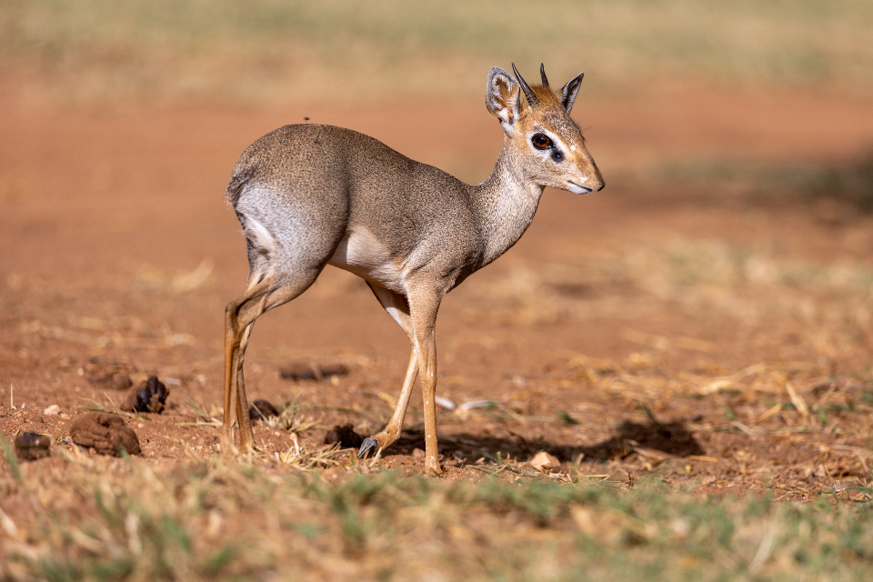 Baby Animal