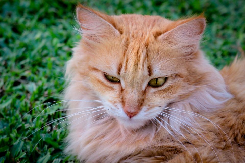 Cat Animal