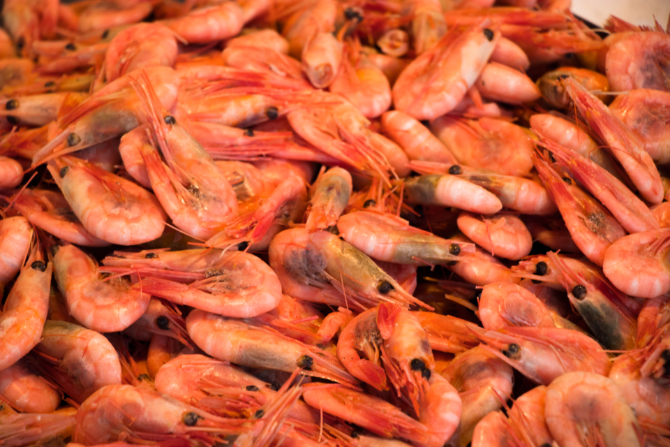 Shrimps Amazing