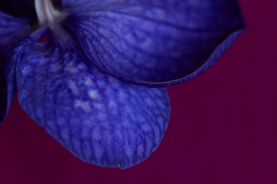 Orchid Flower
