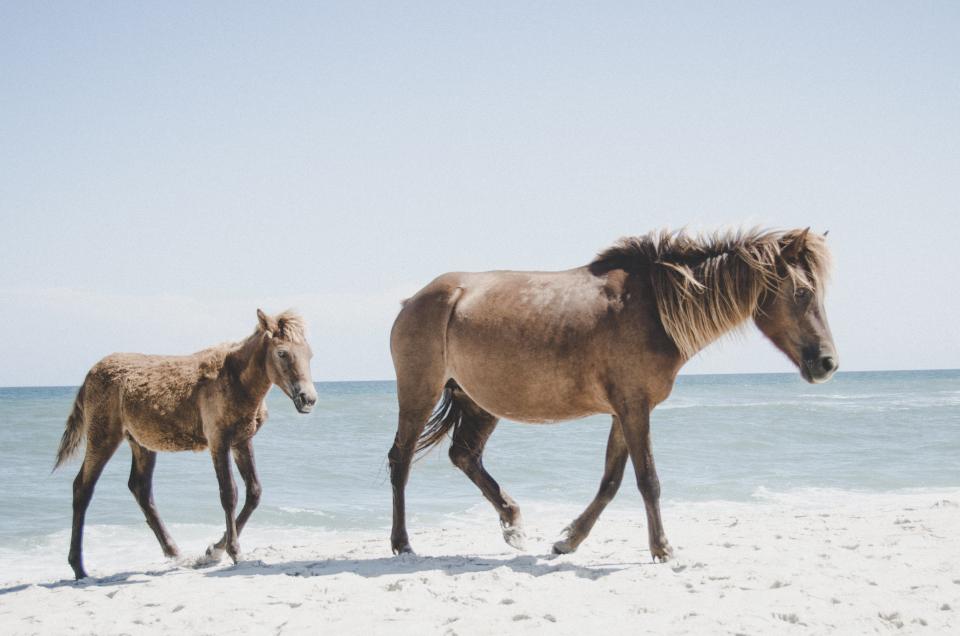 Horse Animal