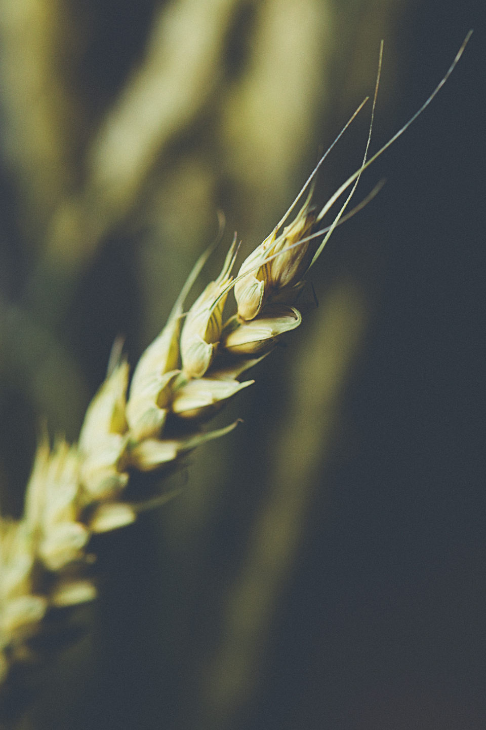 Light Wheat