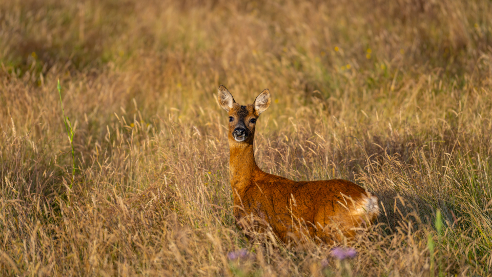 Deer Animal