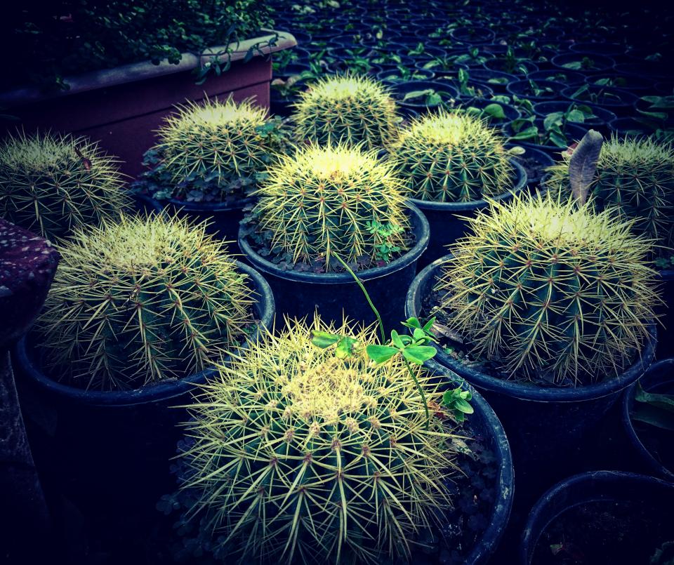 Cactus Plant