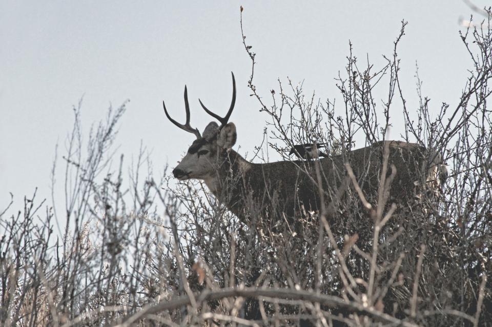 Deer Animal